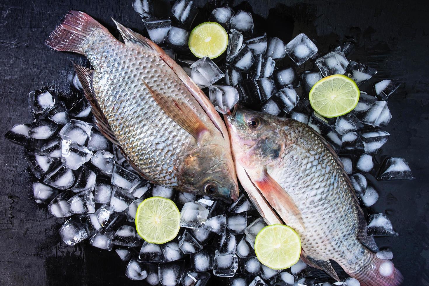 Tilapia